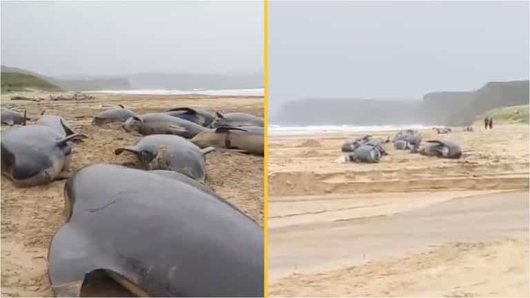 Mystery as pod of 55 whales dies on Scottish beach Mystery as pod of 55 whales dies on Scottish beach