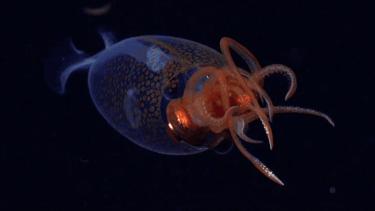 Scientists stunned by extremely rare colossal sea creature caught on camera for first time Scientists stunned by extremely rare colossal sea creature caught on camera for first time